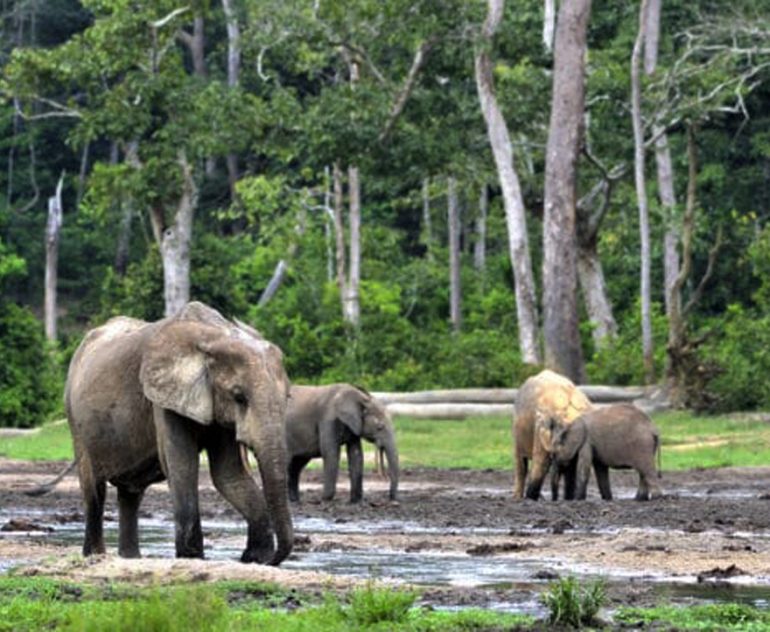 Elephants